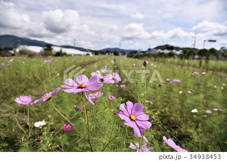 夢コスモス園(3) 夢コスモス園(3) 34938453
