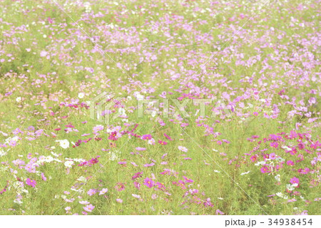 夢コスモス園（４） 34938454