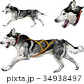 Running sled dog of Siberian Husky breed 34938497