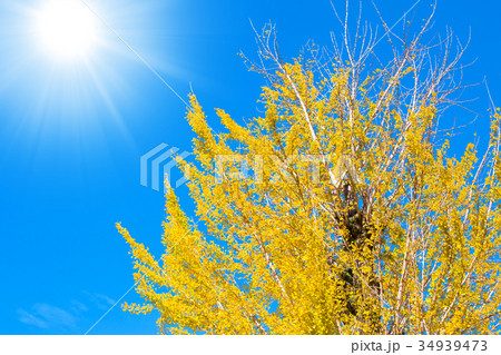Yellow Ginko tree with blue sky in Japan. 34939473