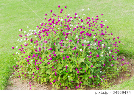 Globe amaranth flower bush on green grass Globe amaranth flower bush on green grass 34939474
