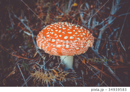 Amanita muscaria. fly agaric toadstool 34939583