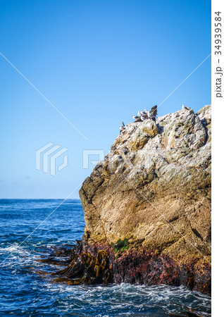 Sea lions on a rock in Kaikoura Bay 34939584