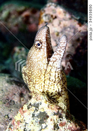 ウツボ(葉山) ウツボ(葉山) 34939890