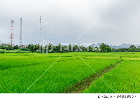 rice field with mobile signal tower landscape rice field with mobile signal tower landscape 34939957