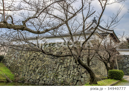史跡　福岡城跡　潮見櫓と桜の木 34940777