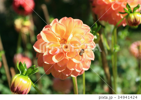 Honey Bee on Dahlia Flower 34941424