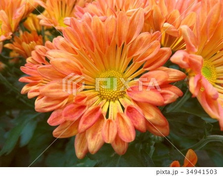 スプレーマム 34941503