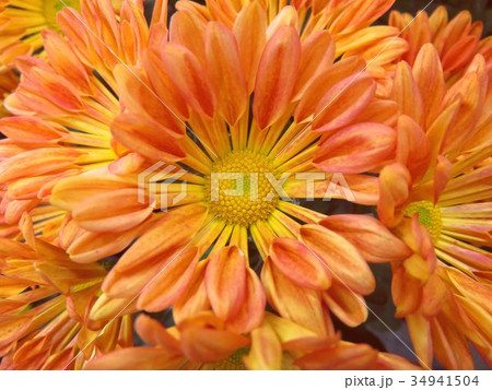 スプレーマム スプレーマム 34941504