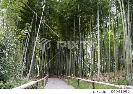 静寂の竹林(1) 34941999