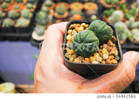 Lophophora williamsii Cactus. Lophophora williamsii Cactus. 34942569
