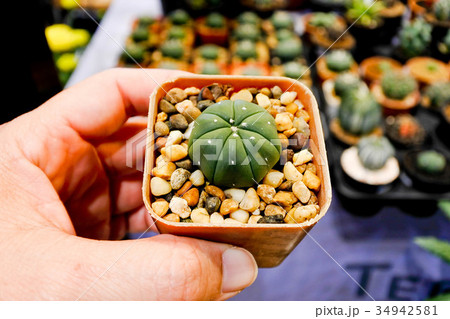 Lophophora williamsii Cactus. 34942581