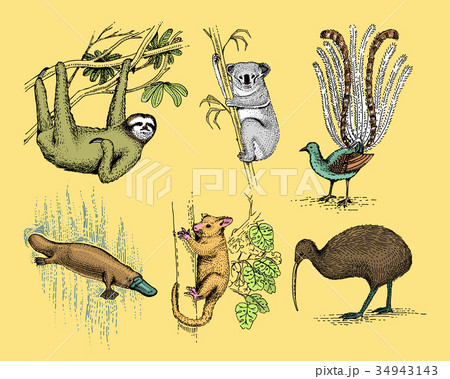 big set of australian and new zealand symbols big set of australian and new zealand symbols 34943143