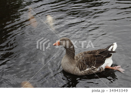 ギース 鵞鳥 ガチョウ 34943349