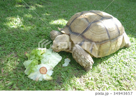 Giant Tortoise eating Green Vegetable Background. 34943657