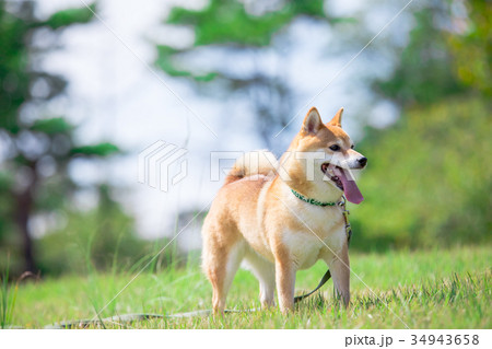 緑背景に柴犬　飼い犬　日本犬　一般的な犬　散歩　遊ぶ 34943658