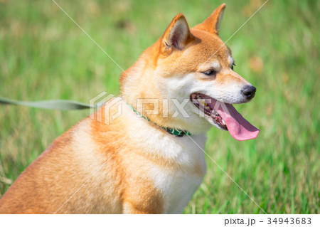 緑背景に柴犬 飼い犬 日本犬 一般的な犬 散歩 遊ぶ 緑背景に柴犬 飼い犬 日本犬 一般的な犬 散歩 遊ぶ 34943683