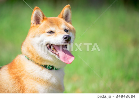 緑背景に柴犬 飼い犬 日本犬 一般的な犬 散歩 遊ぶの写真素材