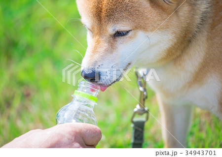 水を飲む柴犬 緑背景に柴犬 飼い犬 日本犬 一般的な犬 散歩 遊ぶの写真素材