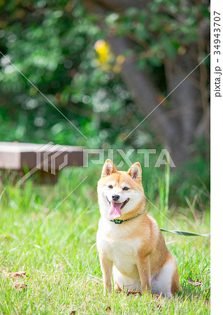 緑背景に柴犬　飼い犬　日本犬　一般的な犬　散歩　遊ぶ 34943707