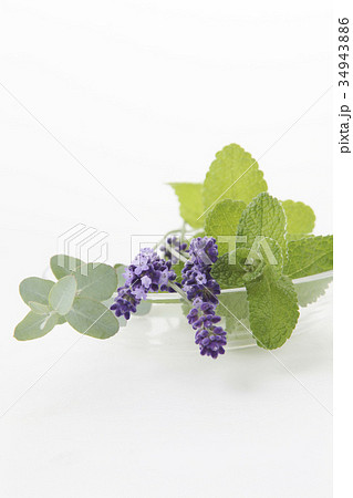 ユーカリ 34943886