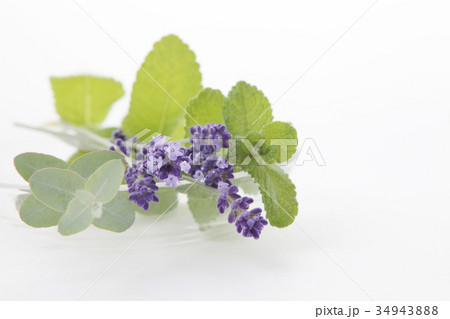 ユーカリ 34943888