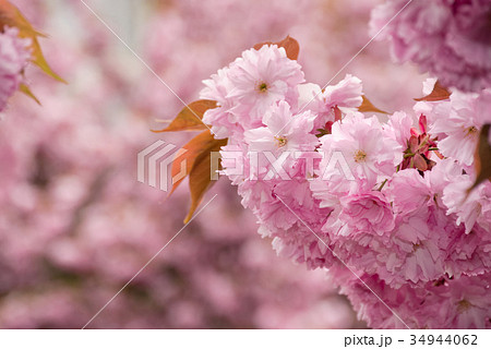 pink blossomed sakura flowers pink blossomed sakura flowers 34944062