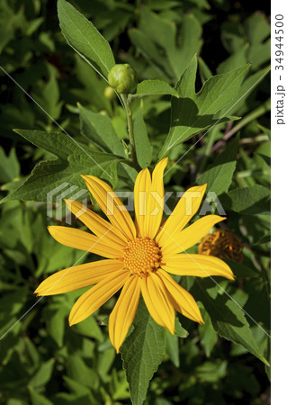 Sunflower Sunflower 34944500