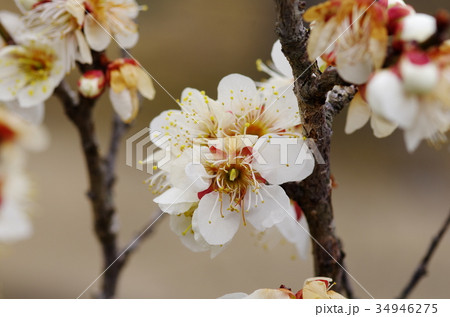 梅の花 34946275