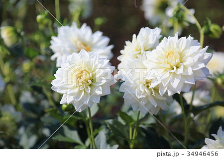 ダリアの花 34946456