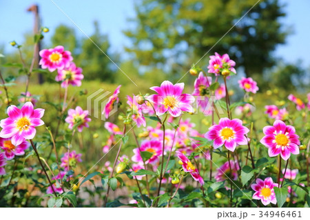 秋の公園　ダリアの花 34946461