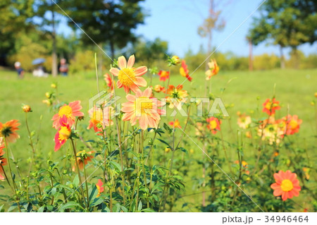 秋の公園 ダリアの花 秋の公園 ダリアの花 34946464