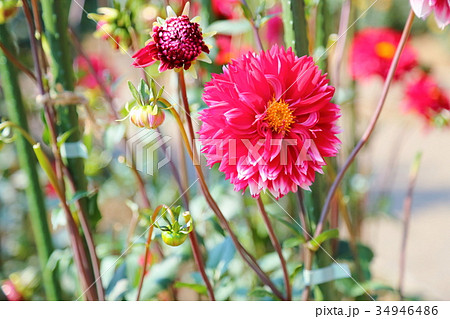 ダリアの花 ダリアの花 34946486