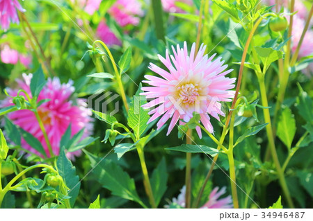 ダリアの花 34946487