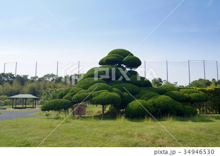 「寿」仕立てのカイズカイブキ（日本の樹芸） 34946530