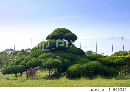 「寿」仕立てのカイズカイブキ（日本の樹芸） 34946535