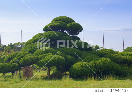 「寿」仕立てのカイズカイブキ(日本の樹芸) 「寿」仕立てのカイズカイブキ(日本の樹芸) 34946538