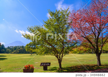 【山梨県富士吉田市】富士パインズパークの紅葉 34946662