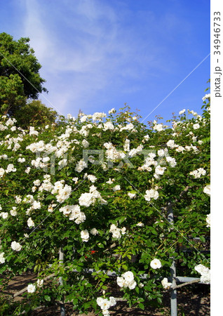 トンネルアーチ仕立ての白いバラ 34946733