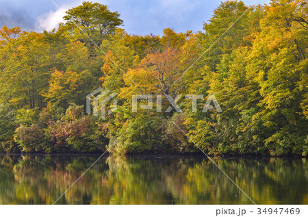 信州の風景 雨飾高原 鎌池の紅葉 信州の風景 雨飾高原 鎌池の紅葉 34947469