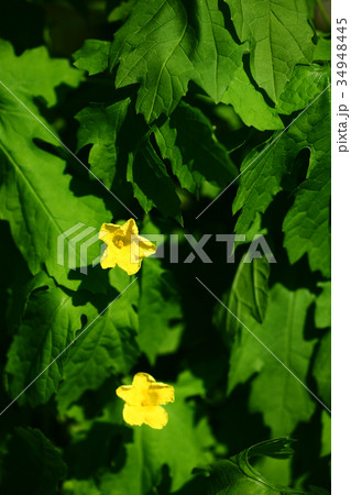 夏野菜　ゴーヤーの花 34948445