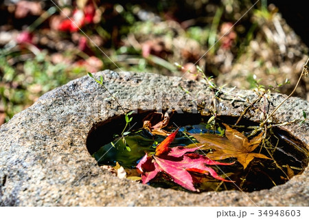 庭石に浮かぶモミジの葉 34948603
