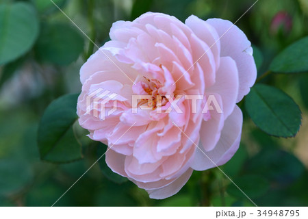 バラ（ジアレンウィックローズ） 34948795