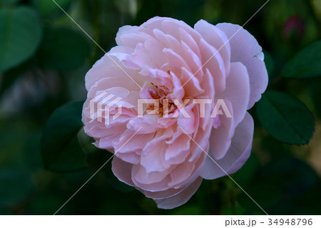 バラ（ジアレンウィックローズ） 34948796