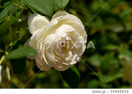 バラ（クレアオースチン） 34948828