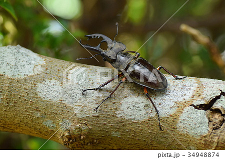 ミヤマクワガタ 34948874