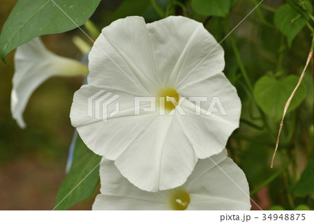マルバアサガオ マルバアサガオ 34948875