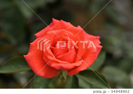 バラ(つるスーパースター) バラ(つるスーパースター) 34948902