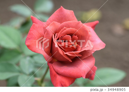 バラ（ブラックティー） 34948905