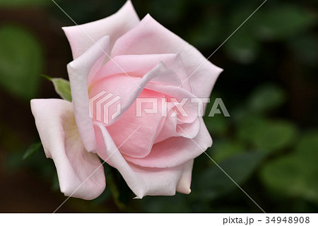 バラ（メルヘンケニギン） 34948908